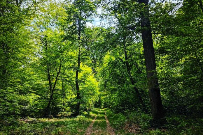 Forest in France