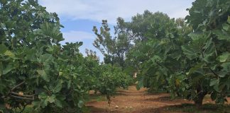 AGROFIG: Advancing fig-based agroforestry for climate-resilient Mediterranean agriculture