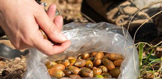 The hidden biodiversity battle to save Europe’s forests
